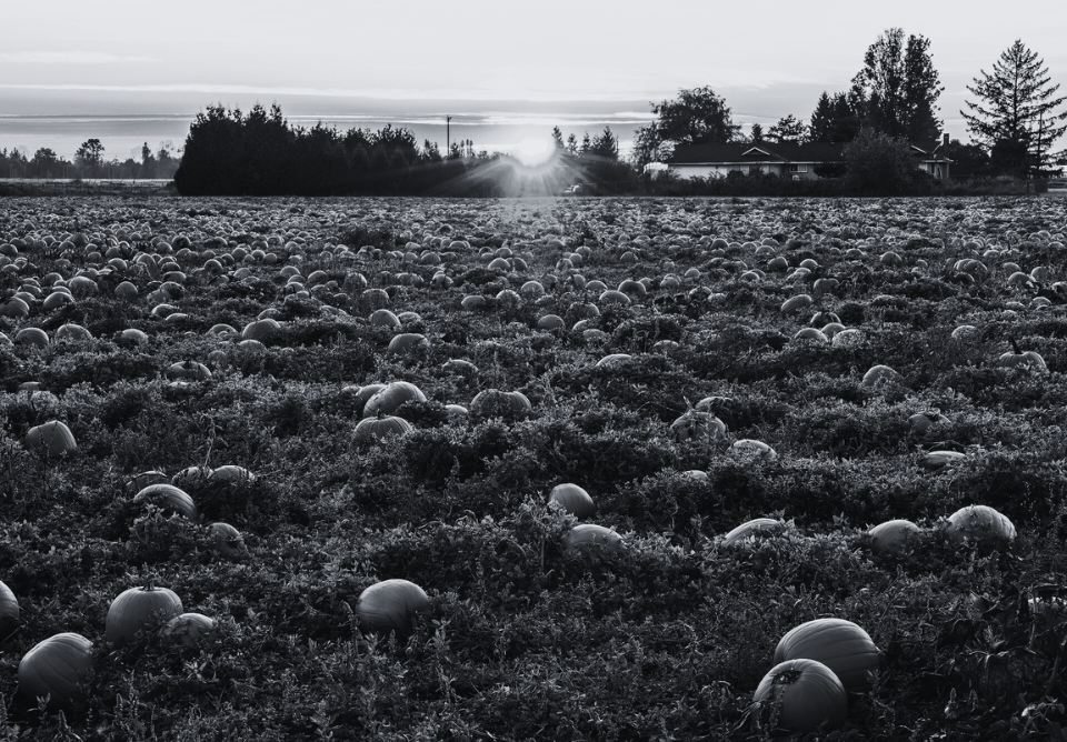 harvest